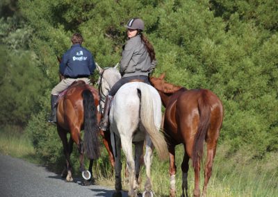 equine rehab therapy services whitby wa