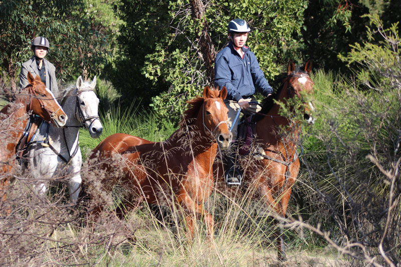 Equine rehab WA