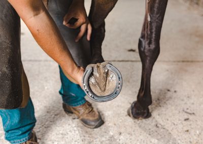 performance horse farrier service