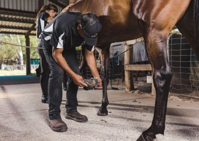 horse shoeing whitby wa