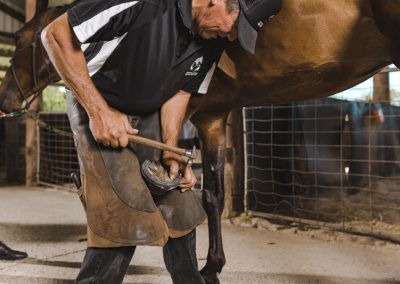 performance horse farrier service