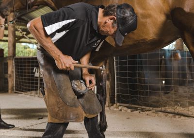 performance horse farrier service