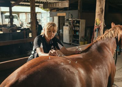 equine accupunture services
