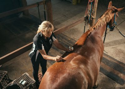 equine accupunture services