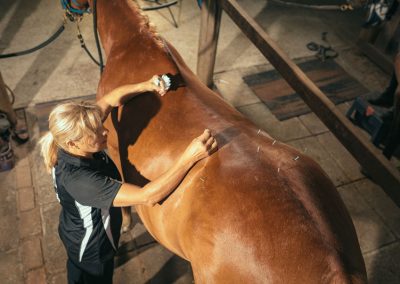 equine accupunture services