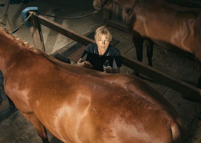 equine accupunture services