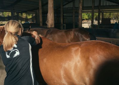 equine accupunture services