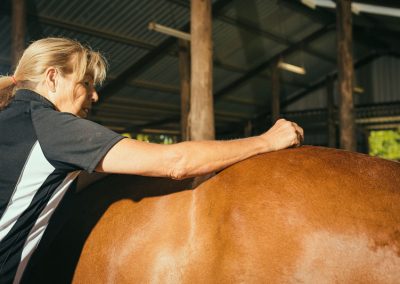 equine accupunture services