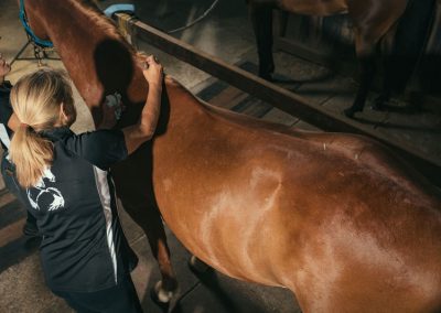 equine accupunture services