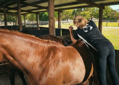 equine chiro services whitby wa