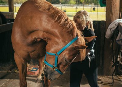 equine chiro services whitby wa
