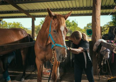 equine chiro services whitby wa