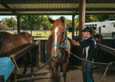 equine chiro services whitby wa