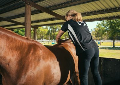 equine chiro services whitby wa