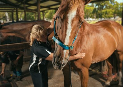 equine chiro services whitby wa