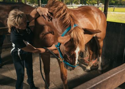 equine chiro services whitby wa