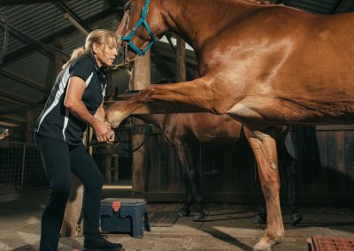equine chiro services whitby wa