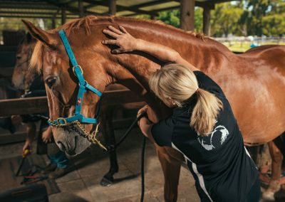 equine chiro services whitby wa