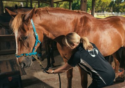 equine chiro services whitby wa