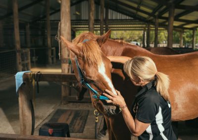 equine chiro services whitby wa